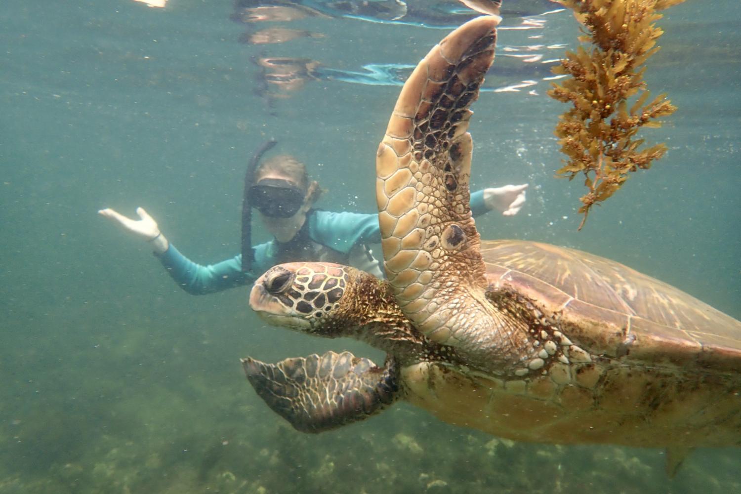 一名<a href='http://mofa.heparrest.net'>博彩网址大全</a>学生在Galápagos群岛游学途中与一只巨龟游泳.